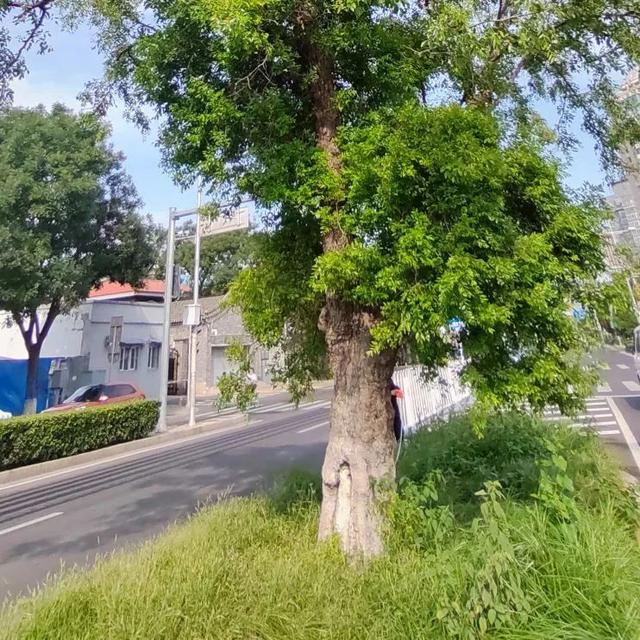 2025·520 爱的古树游线