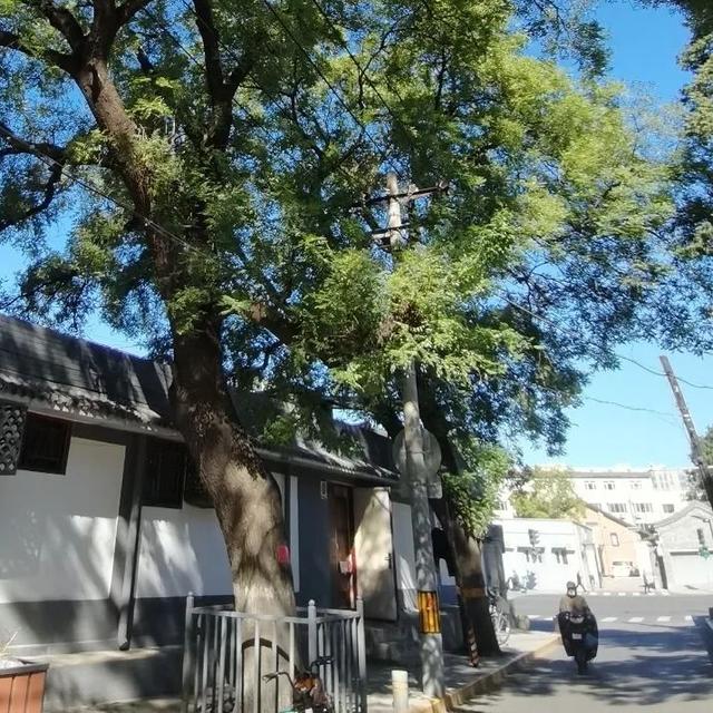2025·520 爱的古树游线