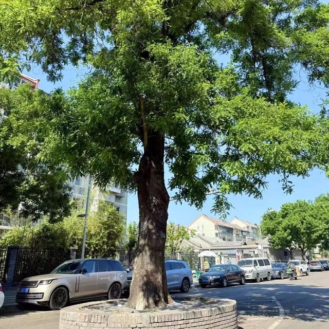 2025·520 爱的古树游线