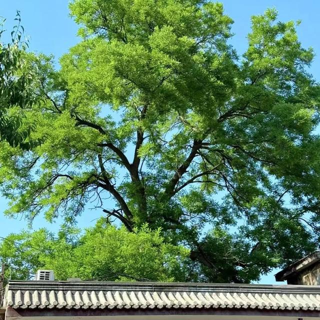 2025·520 爱的古树游线