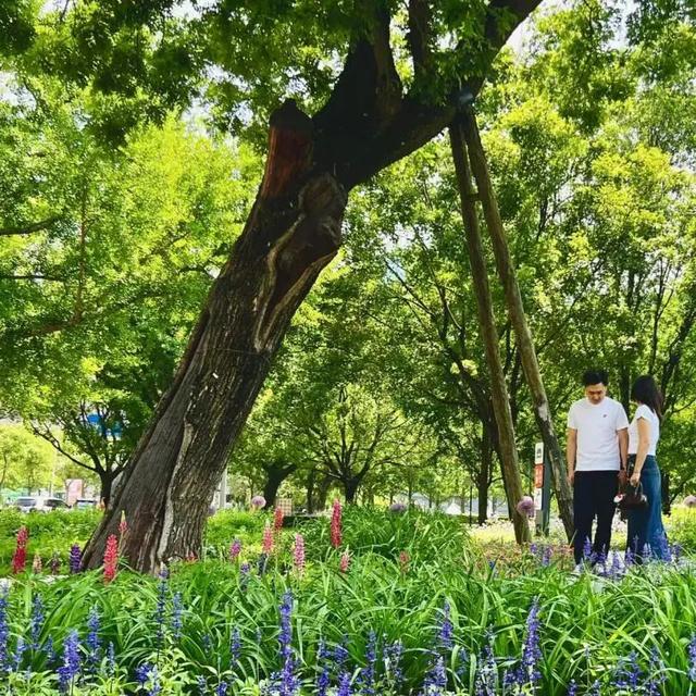2025·520 爱的古树游线