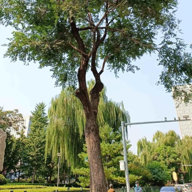 2025·520 爱的古树游线