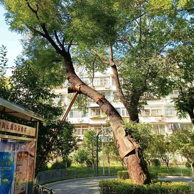 2025·520 爱的古树游线