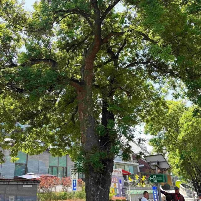 2025·520 爱的古树游线