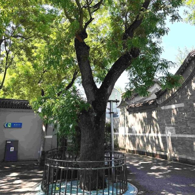 2025·520 爱的古树游线