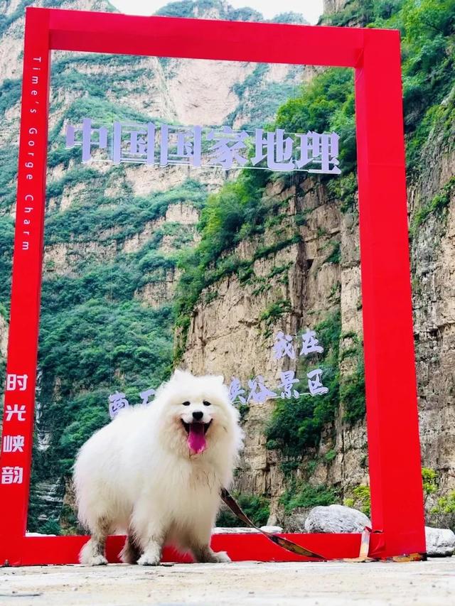宠物友好！北京这些景区各有特色！这里狗狗还能免费玩跳圈！就在——