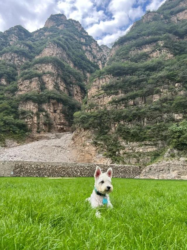 宠物友好！北京这些景区各有特色！这里狗狗还能免费玩跳圈！就在——