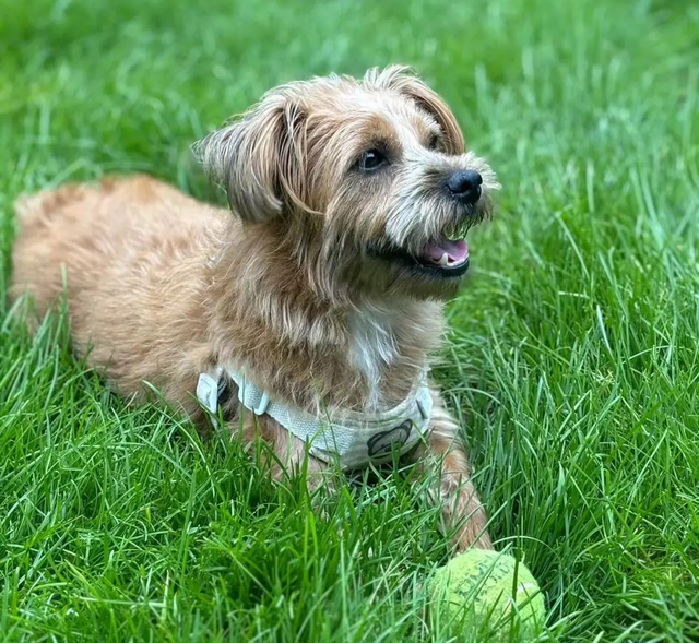 宠物友好！北京这些景区各有特色！这里狗狗还能免费玩跳圈！就在——