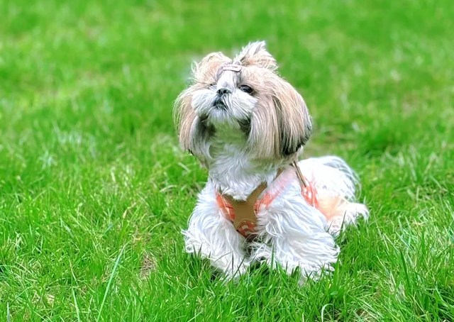 宠物友好！北京这些景区各有特色！这里狗狗还能免费玩跳圈！就在——