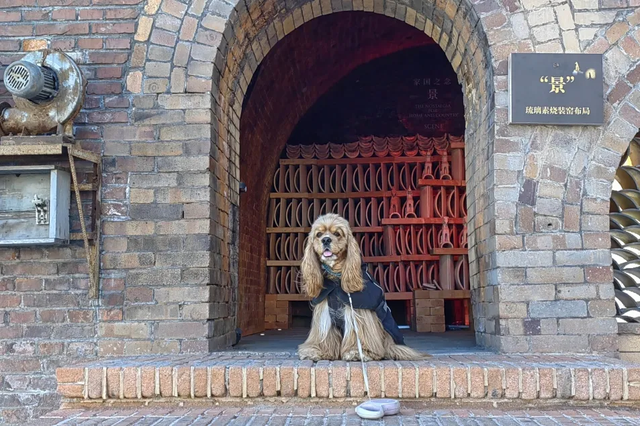 宠物友好！北京这些景区各有特色！这里狗狗还能免费玩跳圈！就在——