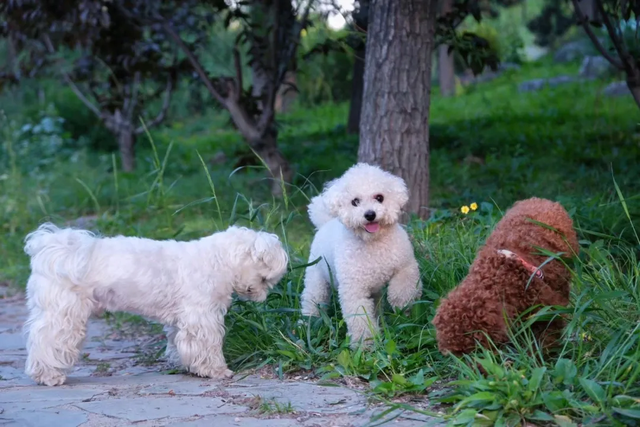 宠物友好！北京这些景区各有特色！这里狗狗还能免费玩跳圈！就在——