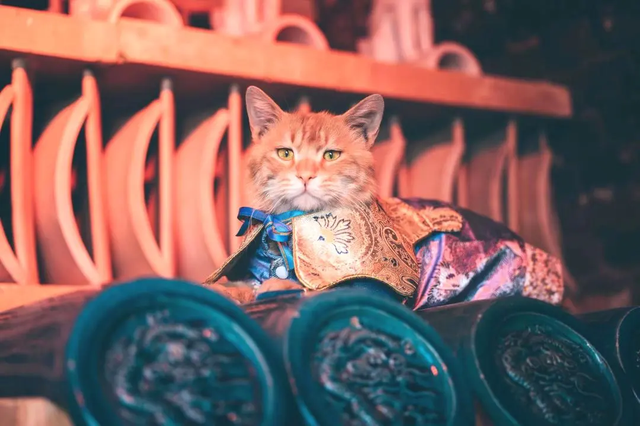 宠物友好！北京这些景区各有特色！这里狗狗还能免费玩跳圈！就在——