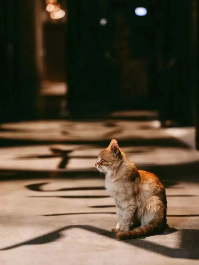 宠物友好！北京这些景区各有特色！这里狗狗还能免费玩跳圈！就在——