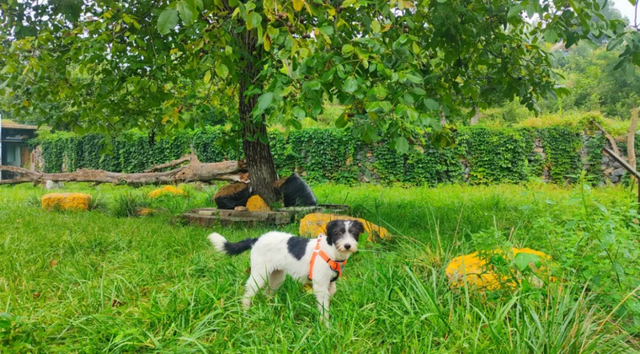宠物友好！北京这些景区各有特色！这里狗狗还能免费玩跳圈！就在——