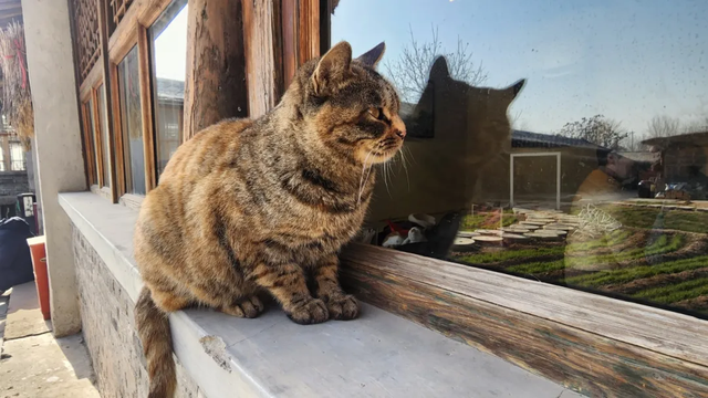 宠物友好！北京这些景区各有特色！这里狗狗还能免费玩跳圈！就在——