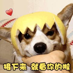 宠物友好！北京这些景区各有特色！这里狗狗还能免费玩跳圈！就在——