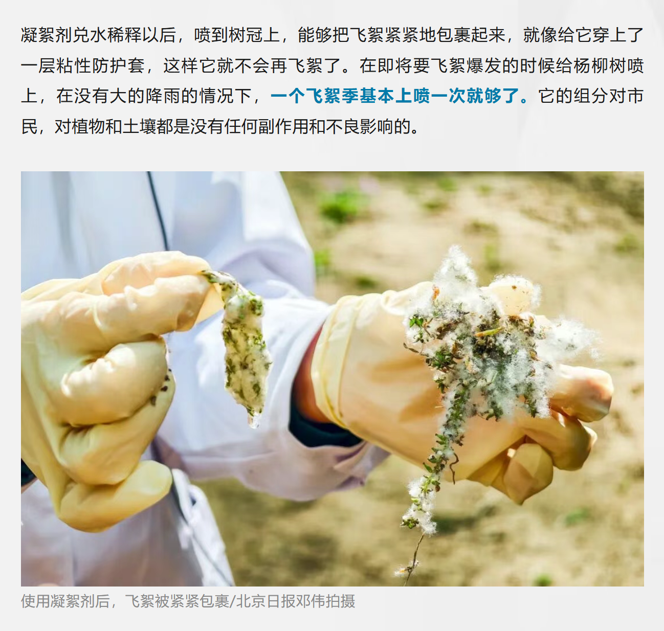 今年飞絮治理如何闭环防控
