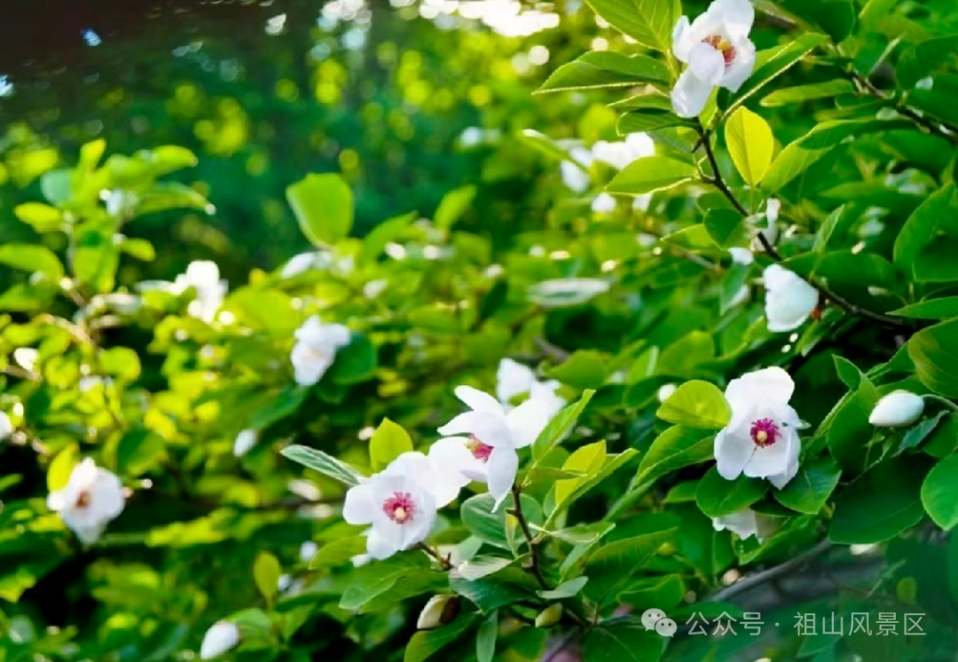 第23届天女木兰季明日启幕!